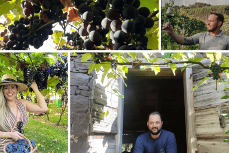 Vindima transforma vinícolas em palco de experiências e impulsiona o enoturismo