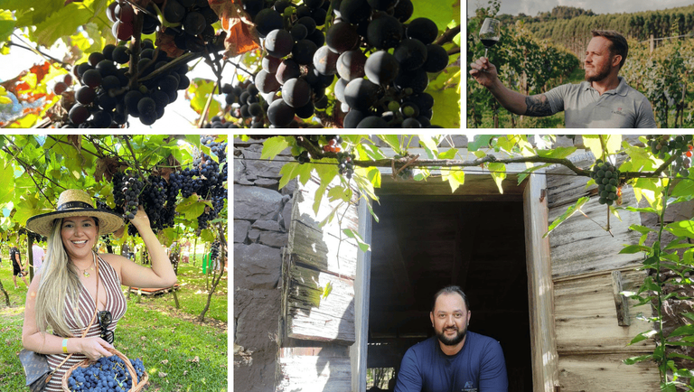 Vindima transforma vinícolas em palco de experiências e impulsiona o enoturismo