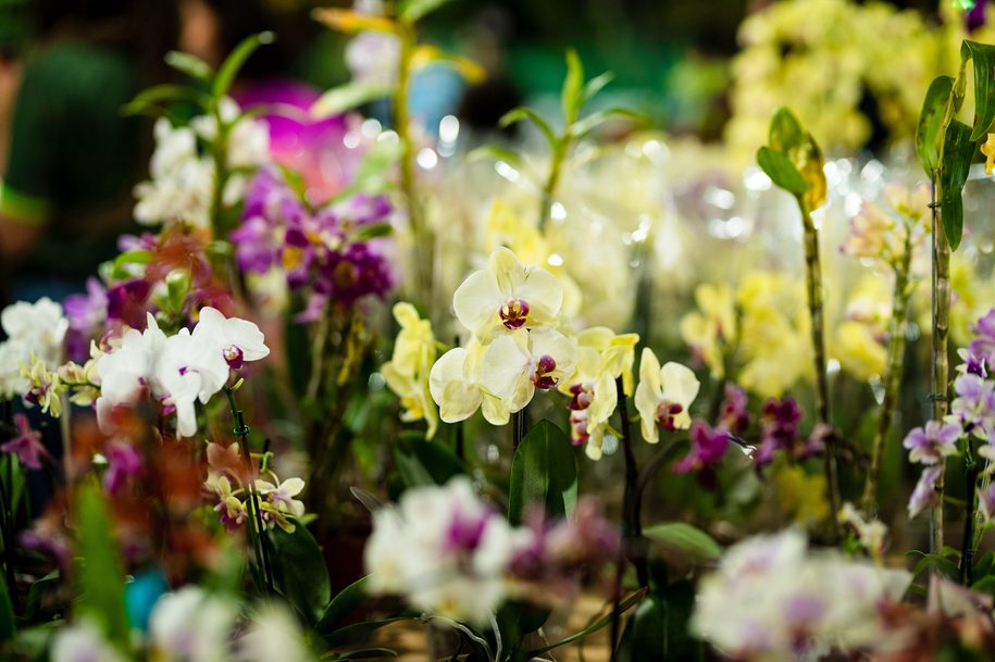 Festa do Morango com Chocolate e Festa da Flor movimentam feriado em Nova Friburgo com delícias e oficinas gastronômicas, exposição de orquídeas, shows e muito mais
